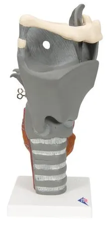 AP200  Budget Human Larynx, functional model