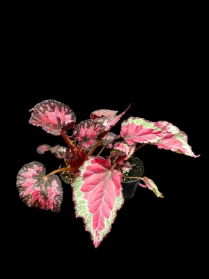 Assorted Rex Begonias
