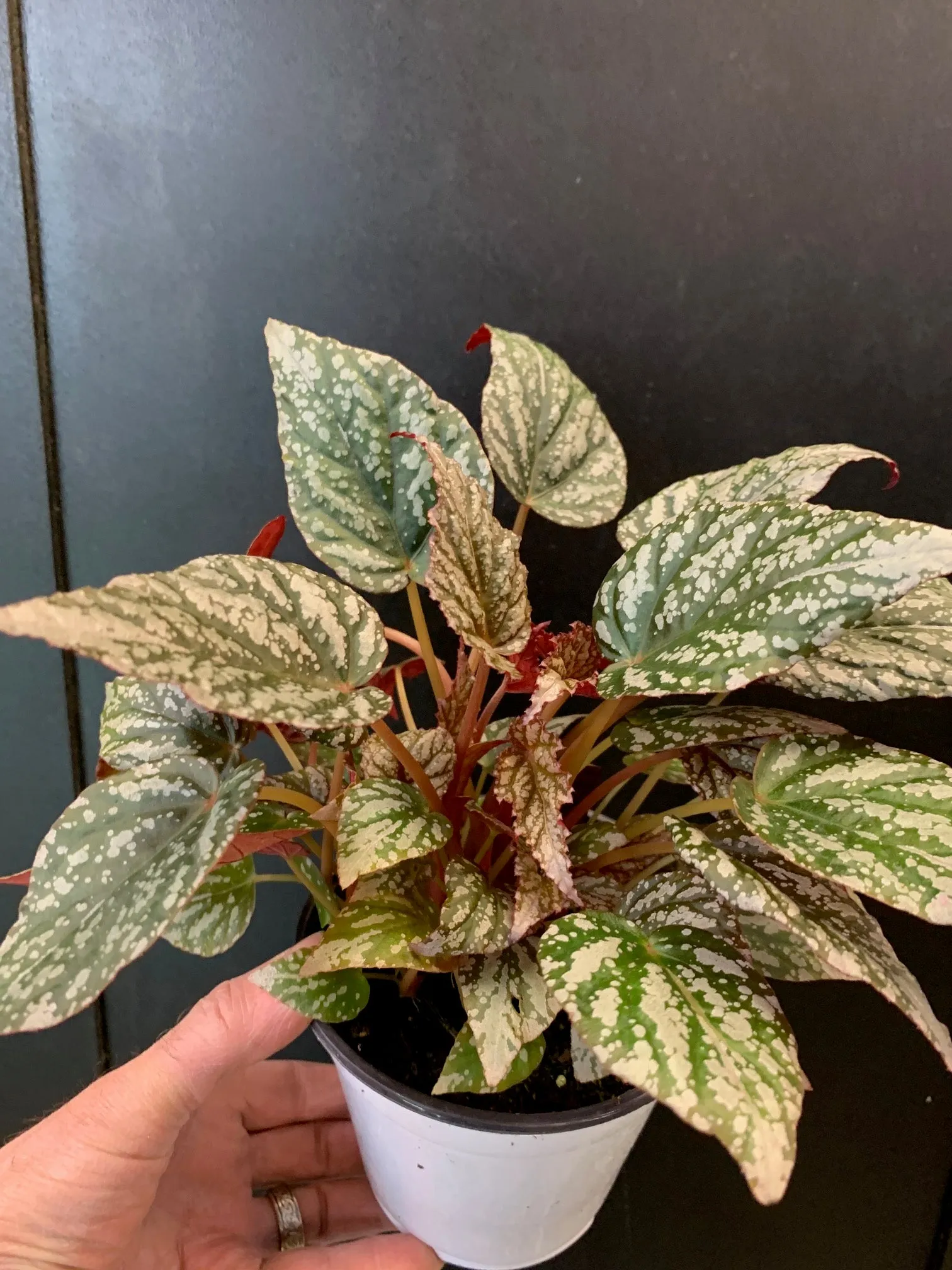 Assorted Rex Begonias