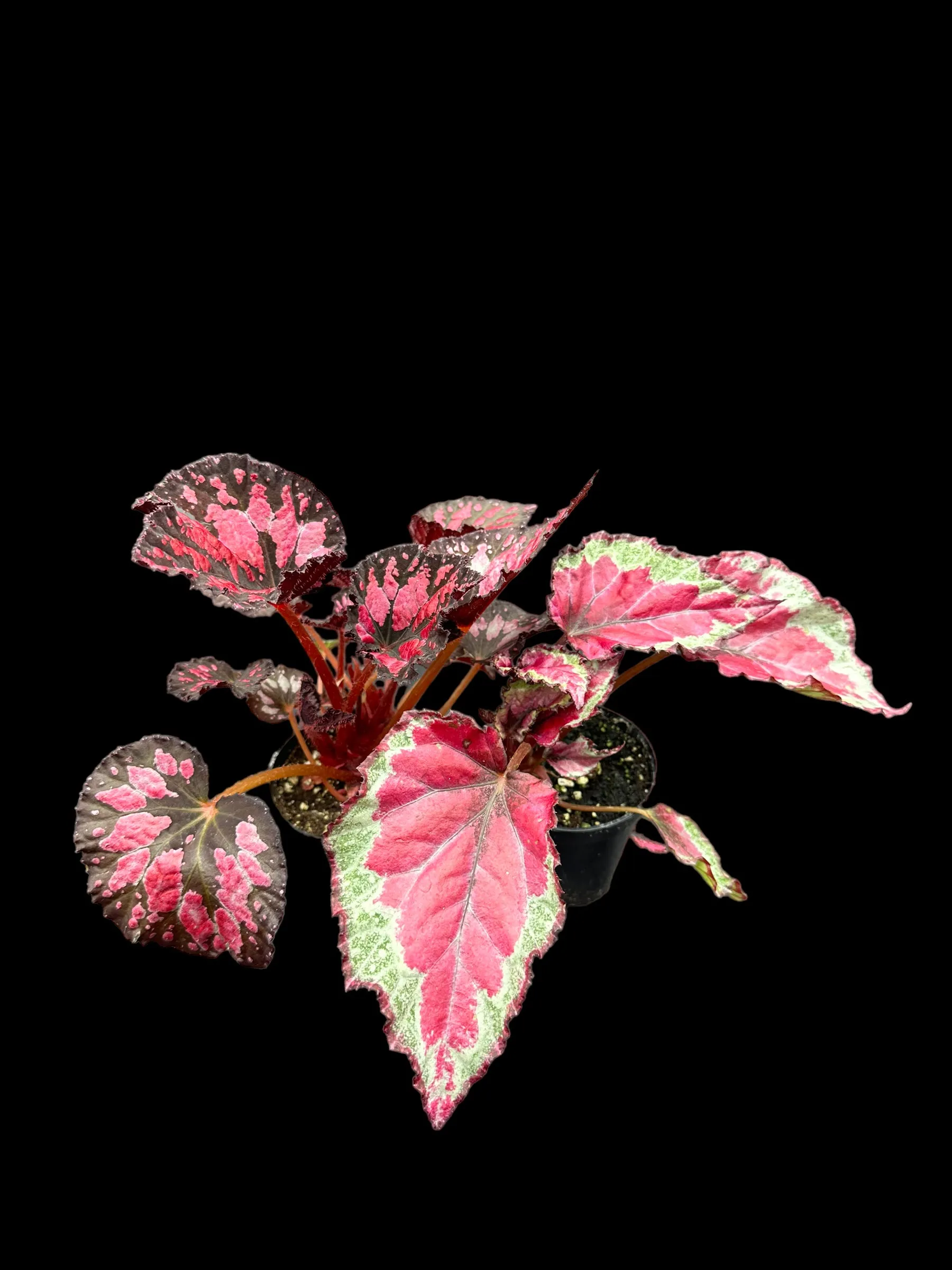 Assorted Rex Begonias