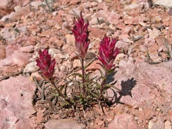 Castilleja parvula v. revealii | Tushar Plateau Indian Paintbrush | 10 Seeds