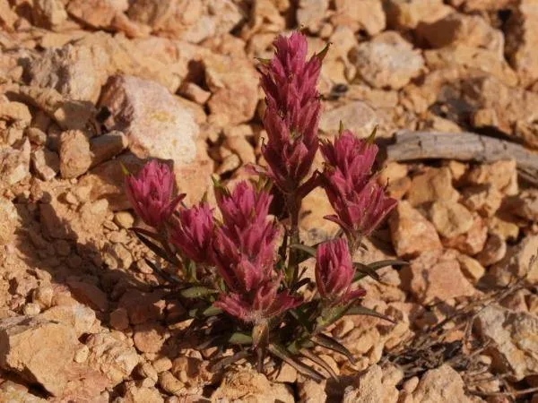 Castilleja parvula v. revealii | Tushar Plateau Indian Paintbrush | 10 Seeds