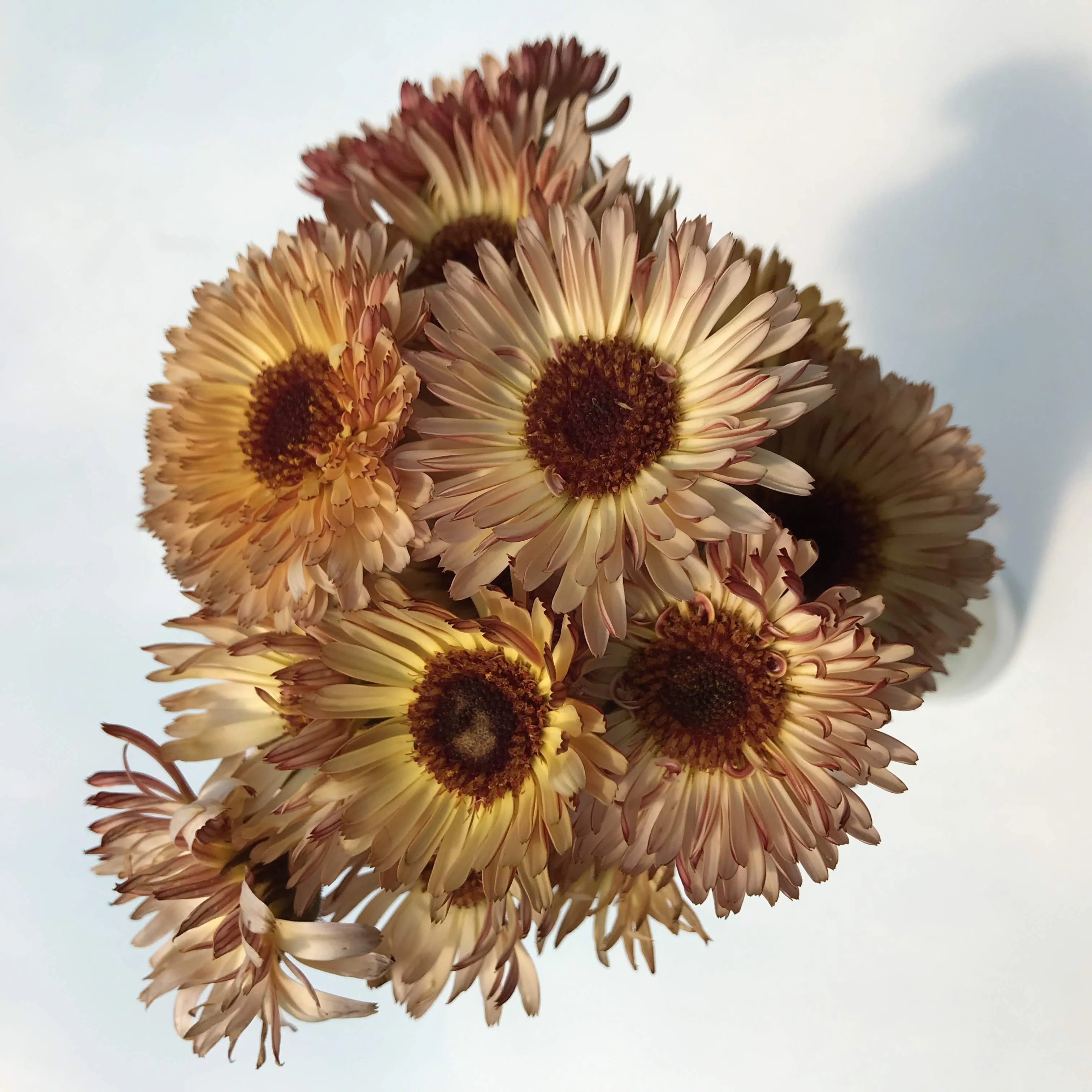 Coffee and Cream Calendula