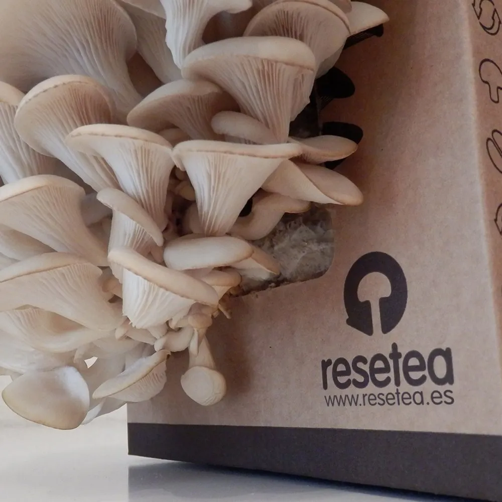 Mushroom Home Growing Kit