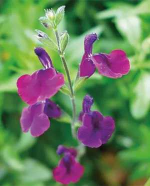 Salvia 'Nachtvlinder'
